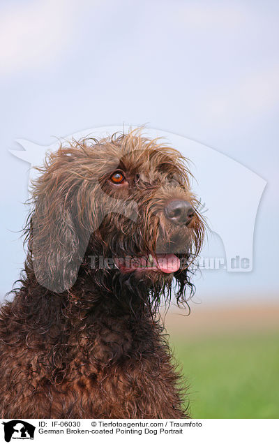 German Broken-coated Pointing Dog Portrait / IF-06030