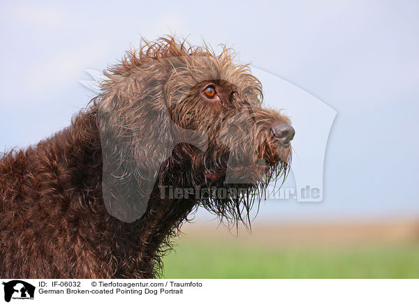 German Broken-coated Pointing Dog Portrait / IF-06032