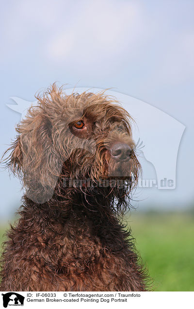 German Broken-coated Pointing Dog Portrait / IF-06033
