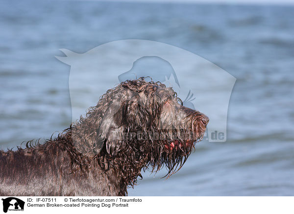 German Broken-coated Pointing Dog Portrait / IF-07511