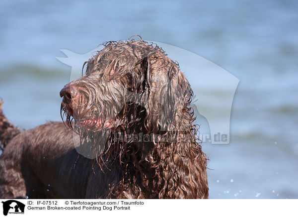 German Broken-coated Pointing Dog Portrait / IF-07512