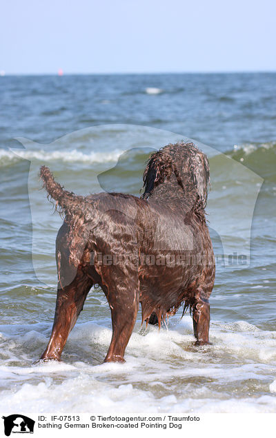 bathing German Broken-coated Pointing Dog / IF-07513