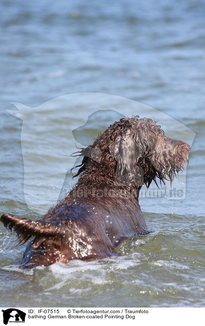 bathing German Broken-coated Pointing Dog / IF-07515