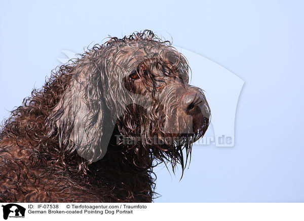 German Broken-coated Pointing Dog Portrait / IF-07538