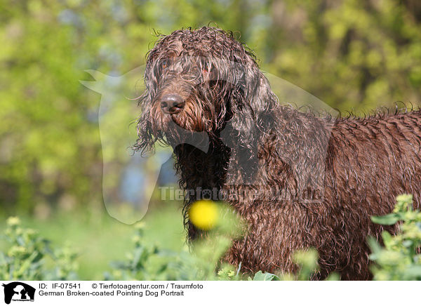 German Broken-coated Pointing Dog Portrait / IF-07541