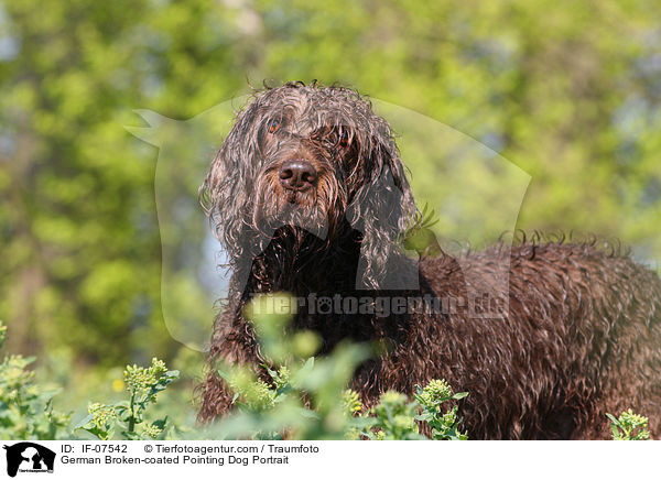 German Broken-coated Pointing Dog Portrait / IF-07542