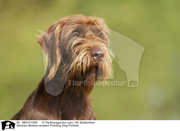 German Broken-coated Pointing Dog Portrait / MIS-01090
