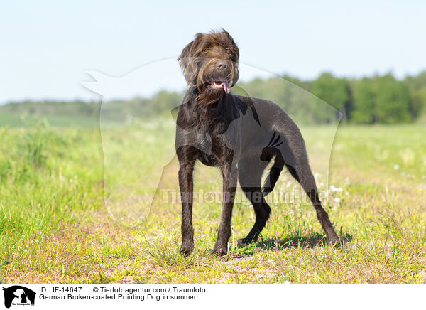 Pudelpointer im Sommer / German Broken-coated Pointing Dog in summer / IF-14647