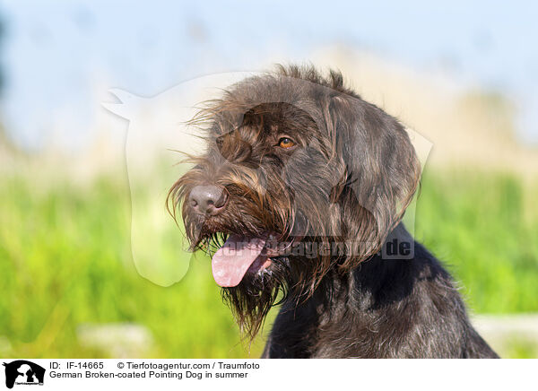 Pudelpointer im Sommer / German Broken-coated Pointing Dog in summer / IF-14665