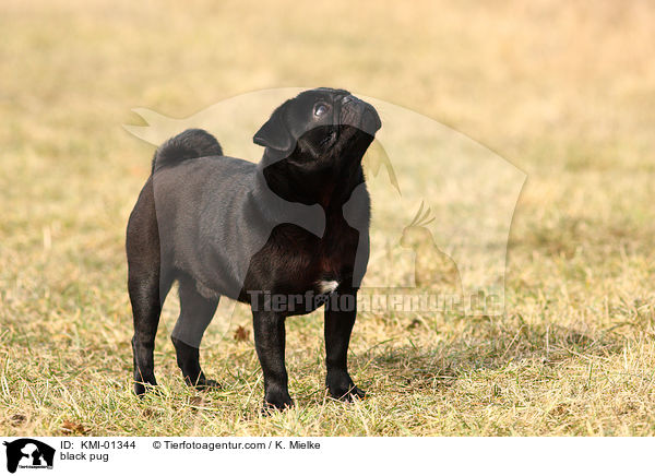 black pug / KMI-01344