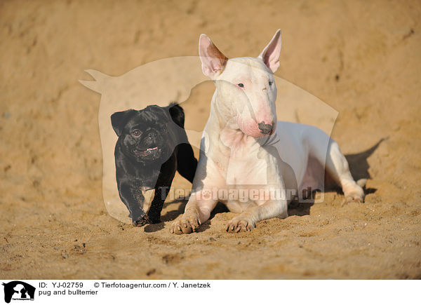 pug and bullterrier / YJ-02759
