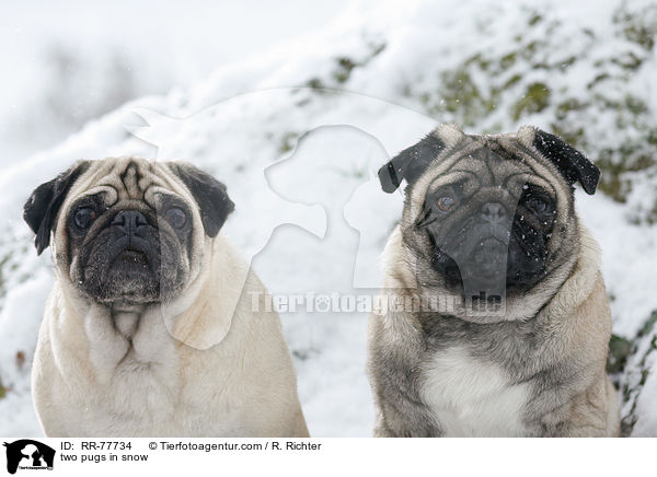 two pugs in snow / RR-77734