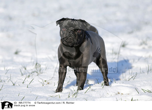 black pug in snow / RR-77774