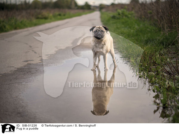 Pug in a puddle / SIB-01226
