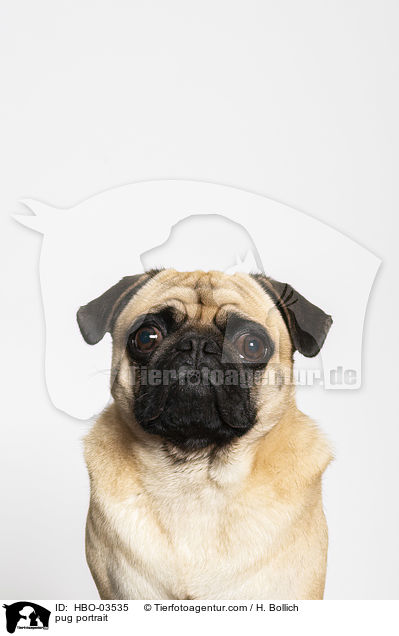 pug portrait / HBO-03535