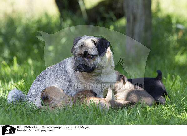 female Pug with puppies / JM-04249