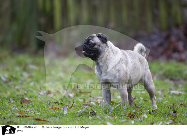 pug / JM-04298