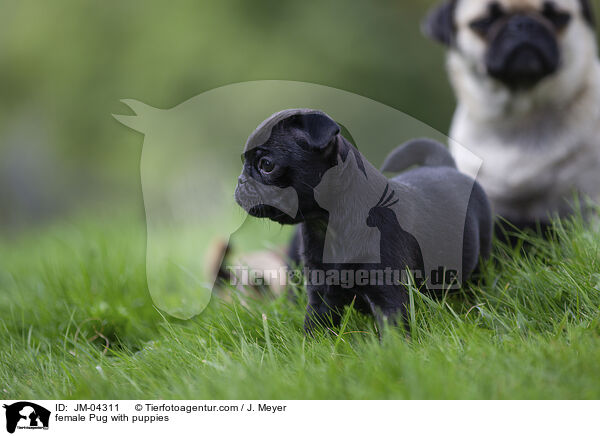 female Pug with puppies / JM-04311