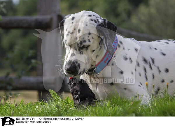 Dalmatian with pug puppy / JM-04314