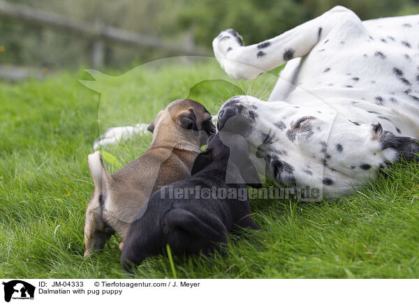 Dalmatian with pug puppy / JM-04333