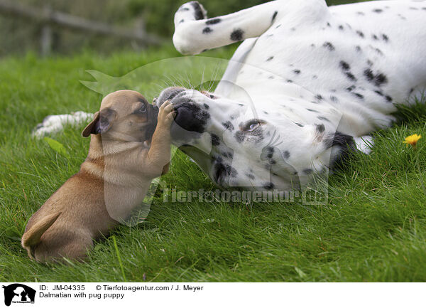 Dalmatian with pug puppy / JM-04335