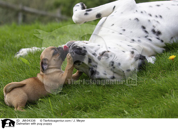 Dalmatian with pug puppy / JM-04336