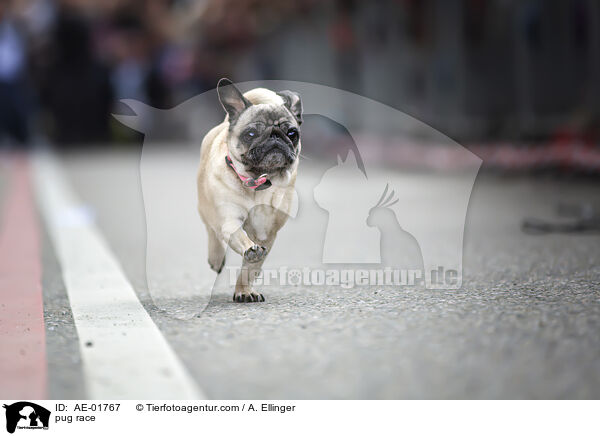 Mopsrennen / pug race / AE-01767