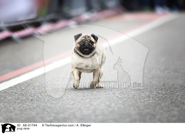 Mopsrennen / pug race / AE-01784