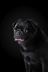 pug portrait in front of black background