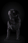 pug in front of black background