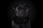 pug portrait in front of black background