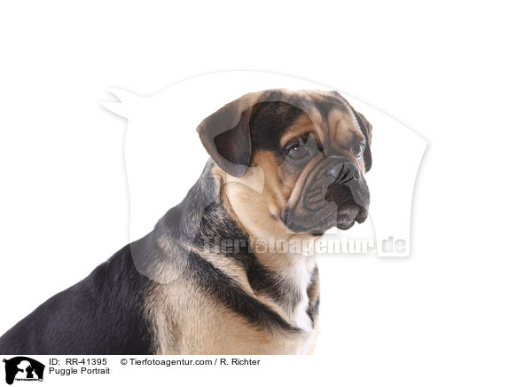 Puggle Portrait / RR-41395