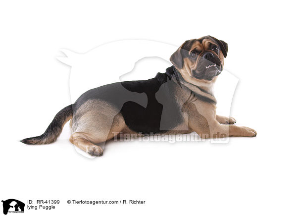 lying Puggle / RR-41399