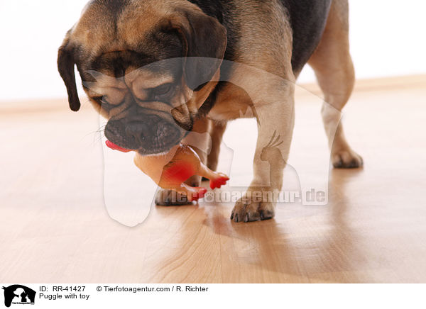 Puggle with toy / RR-41427