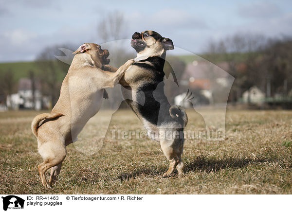 playing puggles / RR-41463