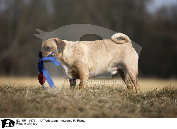 Puggle with toy / RR-41476