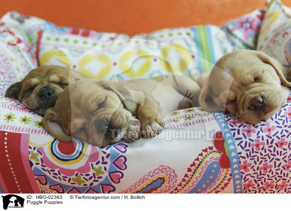 Puggle Puppies / HBO-02363