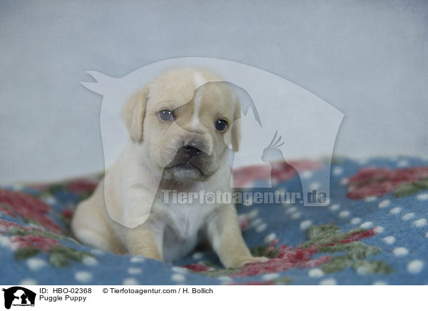 Puggle Puppy / HBO-02368