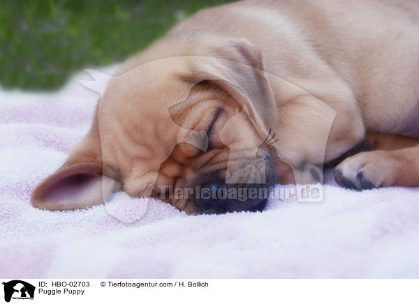 Puggle Puppy / HBO-02703