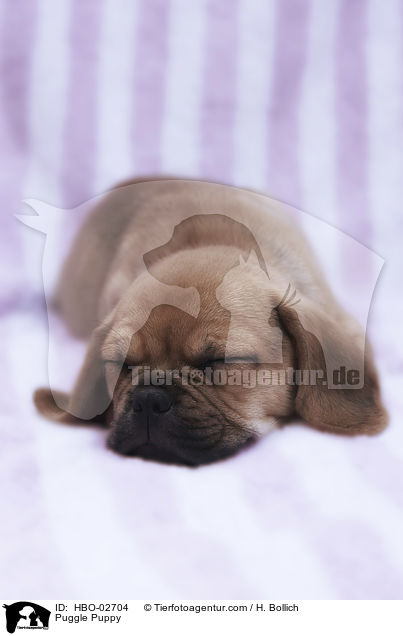 Puggle Puppy / HBO-02704