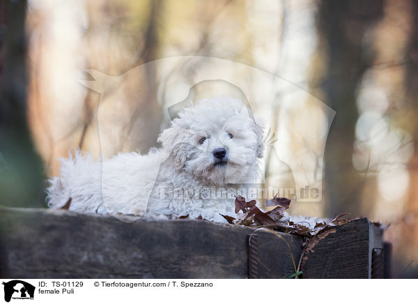 female Puli / TS-01129