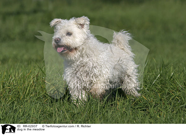 dog in the meadow / RR-02937