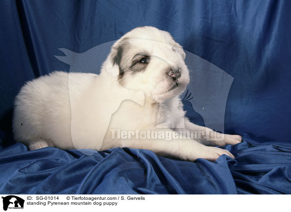 standing Pyrenean mountain dog puppy / SG-01014