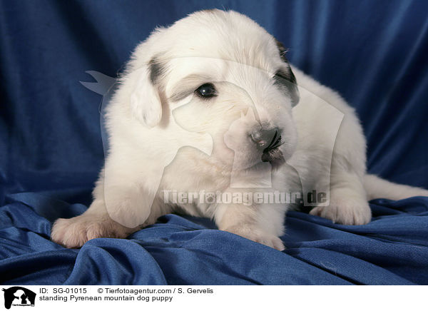 standing Pyrenean mountain dog puppy / SG-01015
