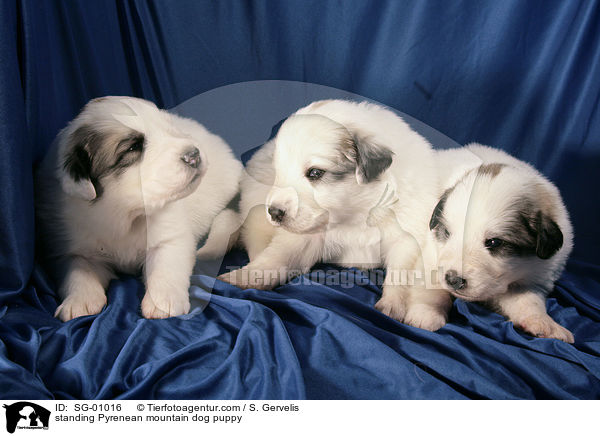 standing Pyrenean mountain dog puppy / SG-01016