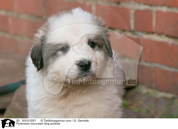 Pyrenean mountain dog portrait / SG-01051
