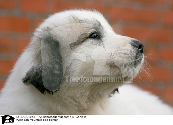Pyrenean mountain dog portrait / SG-01053