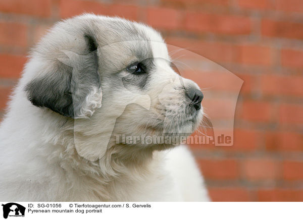 Pyrenean mountain dog portrait / SG-01056