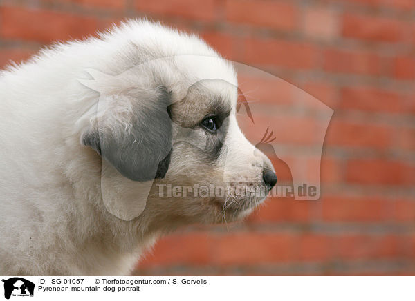 Pyrenean mountain dog portrait / SG-01057
