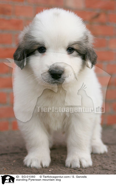 standing Pyrenean mountain dog / SG-01060